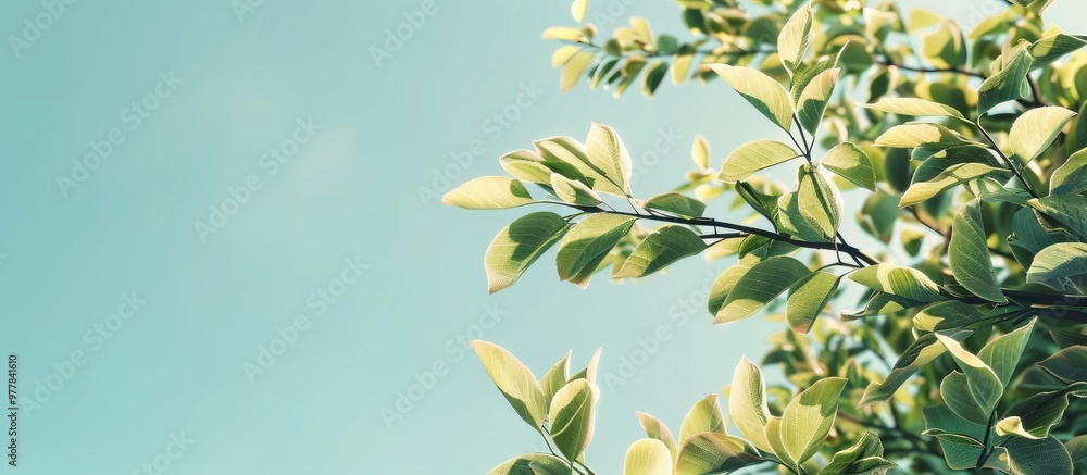 Canvas Prints tree branch with leaves against a clear blue sky summer backdrop featuring copy space