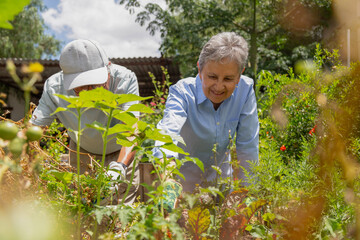 Two people are working in a garden. One is wearing a hat and the other is wearing a blue shirt
