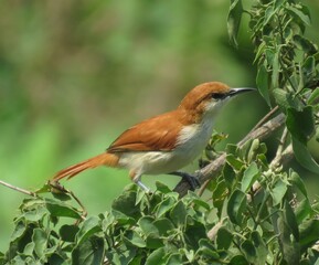 Red-and-white Spinetail (Certhiaxis mustelinus) recording in north of Brazilian Amazon
