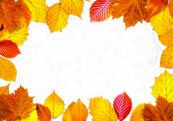 autumn falling leave isolated on white or transparent png cut off clip art