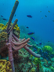 Fototapeta premium branching vase sponge,Callyspongia ,Cladochalina, aculeata