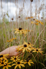 field flowers of yellow color, to which the human hand touches