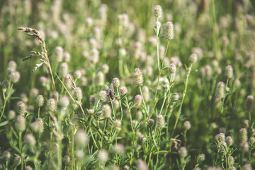 field grass of delicate mint color, on which a large fly sits