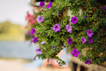 Baskets of hanging petunia flowers on balcony. Petunia flower in ornamental plant.