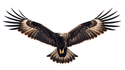 Obraz premium A majestic black kite soaring through the air on a white background with copy space, wings arched gracefully