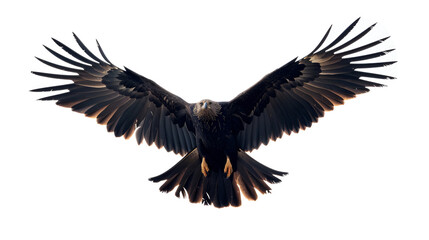 A majestic black kite soaring through the air on a white background with copy space, wings arched gracefully