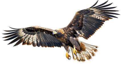 A majestic golden eagle soaring on a white background