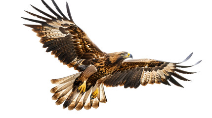 A majestic golden eagle soaring on a white background