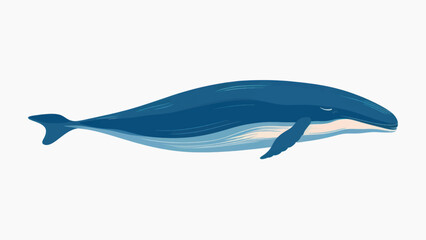 Blue whale vector illustration © Rawpixel.com