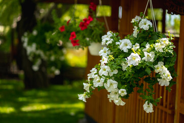Baskets of hanging petunia flowers on balcony. Petunia flower in ornamental plant