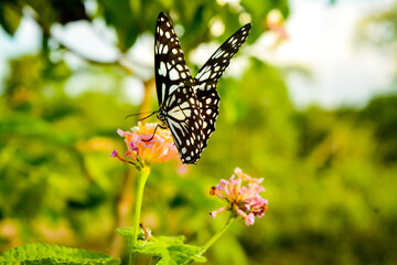 butterfly on a flower