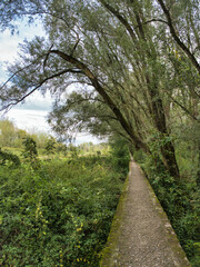 15 September 2024,  trees near  Vistula River in Warsaw, Poland.  Before the flood in 2024, low water level in the Vistula River in Warsaw.