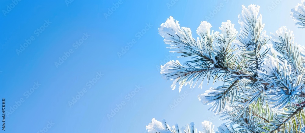 Poster Pine tree branch coated with hoarfrost and snow on a sunny winter day set against a clear blue sky outdoors A stunning frozen plant banner featuring copy space