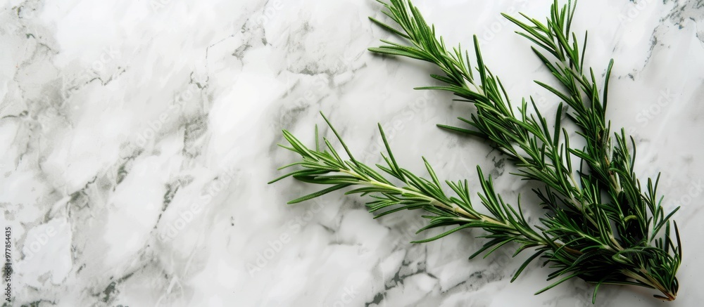 Canvas Prints Fresh green rosemary on a marble background Medicine concept Top view copyspace