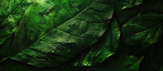 Fototapeta premium Close up view of a green leaf with copyspace Leaf texture for an abstract background