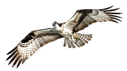 A sleek osprey flying above water on a white background with copy space, wings wide and eyes focused