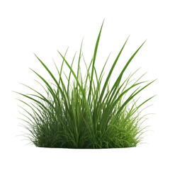 Grass PNG isolated on Transparent background