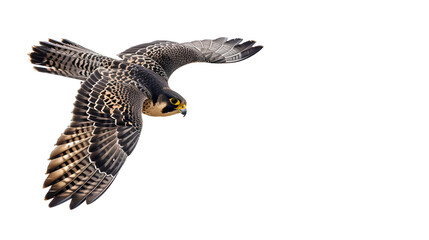 A swift peregrine falcon diving through the air on a white background with copy space, wings tucked back