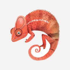 Colorful chameleon illustration art