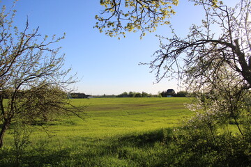 Fototapeta premium field landscape nature day sun spring