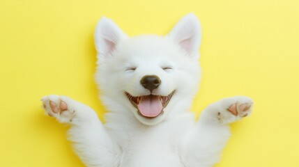 Fototapeta premium A fluffy puppy lies on its back, smiling with its mouth open, on a vibrant yellow background, radiating happiness