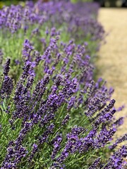 lavender flowers