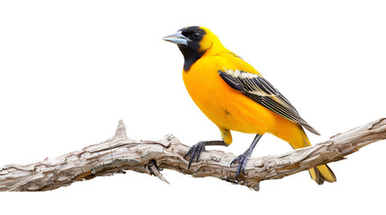 Fototapeta premium A bright yellow oriole perched on a branch on a white background with copy space, its beak pointed