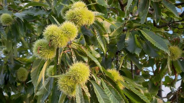 Autumn chestnut tree branch with green spiky husks growing among leaves.
