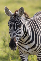 Zebra (Equus quagga) portrait 