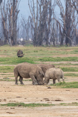 Juvenile white rhino (Ceratotherium simum) sparring with an older family member.