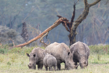 A family of white rhino (Ceratotherium simum) in the wild