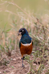 Superb starling (Lamprotornis superbus) with prey