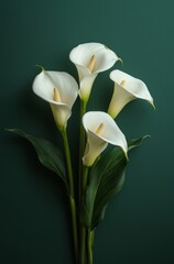 Overhead view of elegant calla lilies on a dark green background showcasing soft shadows and minimalistic composition with white petals and long stems © netrun78