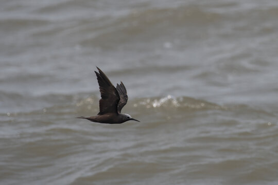 lesser noddy or Anous tenuirostris in flight near Mandwa Maharashtra, India