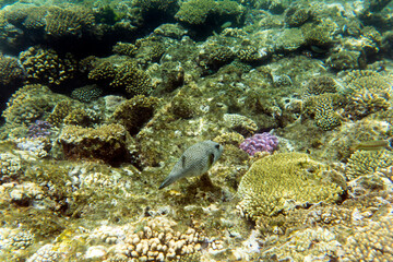 A landscape of coral reef