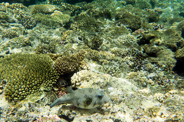 A landscape of coral reef