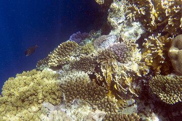 A landscape of coral reef