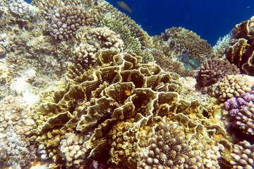 A landscape of coral reef