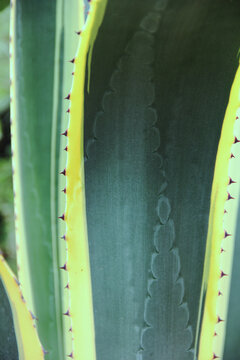 Acercamiento de Agave mexicano, planta suculenta