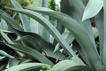 Obraz premium Acercamiento de Agave mexicano, planta suculenta