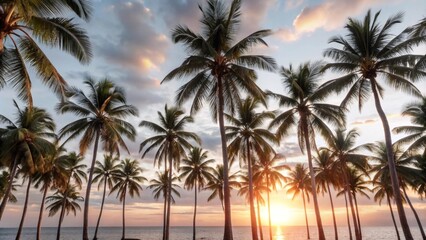 Sunset and palm trees

