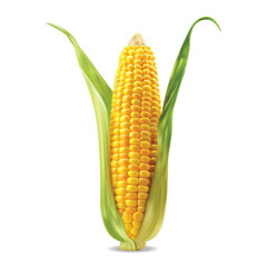 Realistic corn isolated white background, vector realistic, autumn illustration	