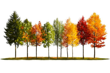 autumn fall season forest woods nature trees on transparent background 