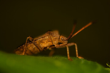 green shield bug