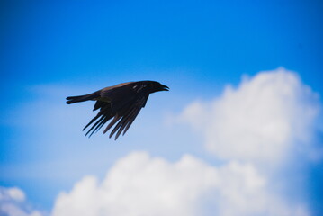 crow in the sky