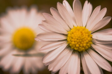 close up of daisy flower