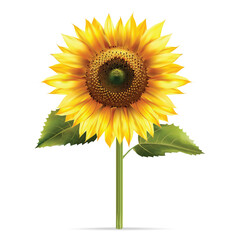 Realistic sunflower isolated white background, vector realistic, autumn illustration