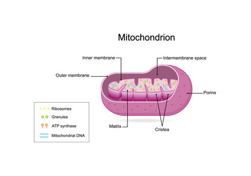 Mitochondria structure. Anatomy of mitochondrion. ATP synthase, Cristae, Ribosomes (mitoribosome), Granule, Porins, DNA, Matrix, inner and outer membrane. Scientific educational vector illustration.