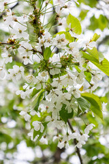 cherry tree flowers