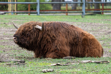 Highland cow